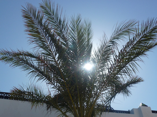 Palme vor Sonnenstrahlen