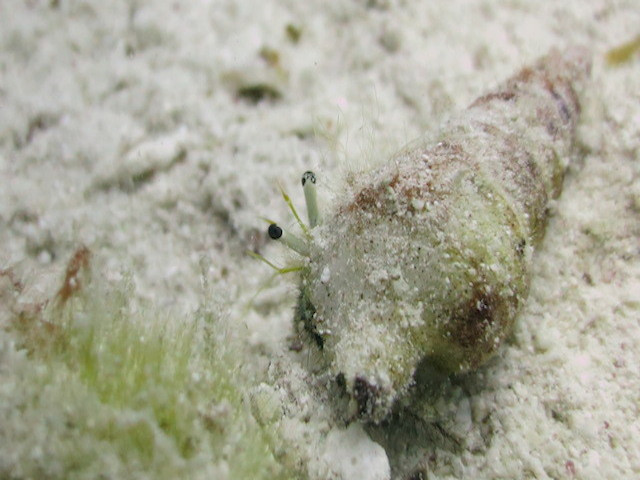 Schnecke mit Bewohner