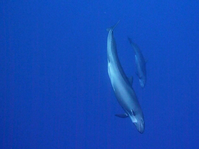 Rissodelfinbaby