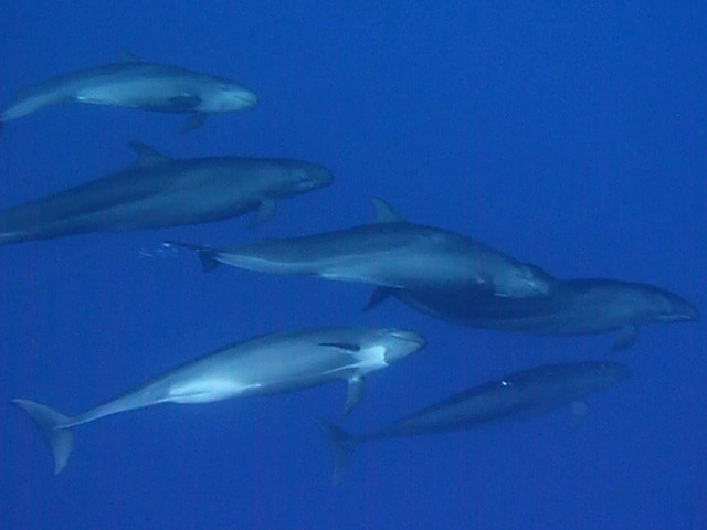 Gruppe Delfine