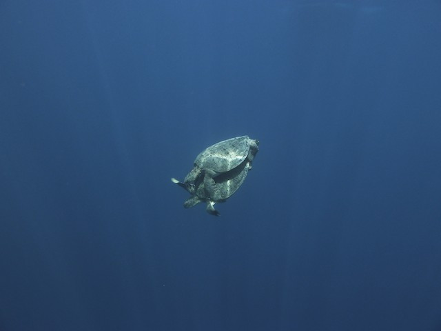 Schildkröten Liebe