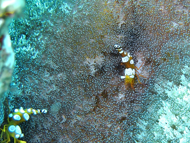 Garnele Rotes Meer