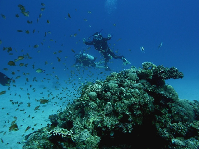 Taucher und Koralle