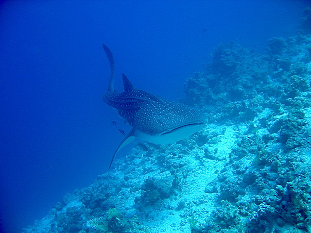 Whaleshark