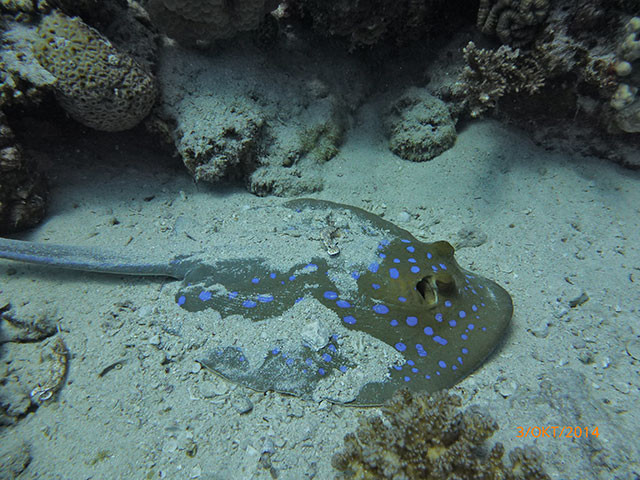 Blue Spotted Stingray