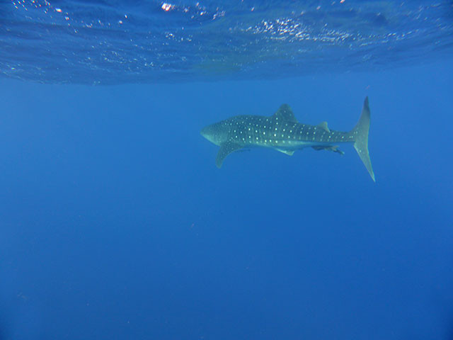 Whaelshark