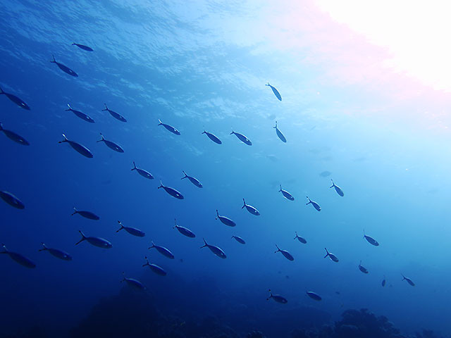 Füsiliere im Gegenlicht