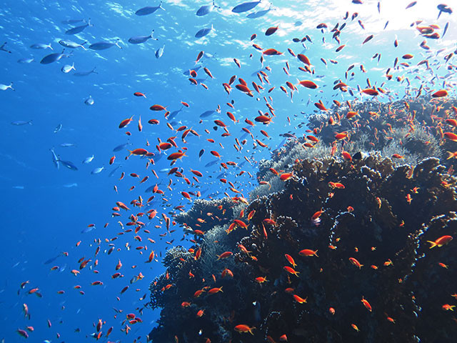 Fahnenbarsche im Gegenlicht