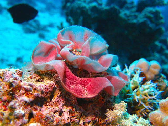 Spanische Tänzerin Gelege