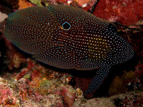 Augenfleck Mirakelbarsch