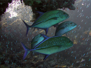 Blauflossen Stachelmakrele