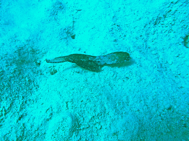 Seegrasgeisterfisch auf Sand