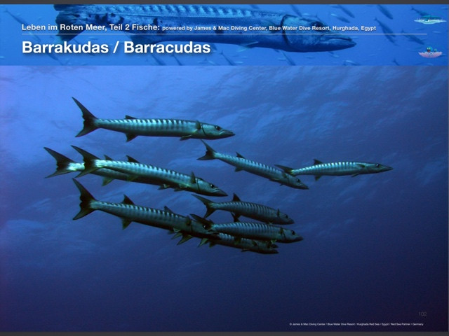 Barracudas