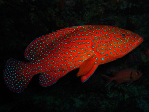 Juwelen Zackenbarsche