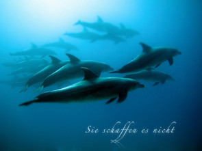 Sie schaffen es nicht