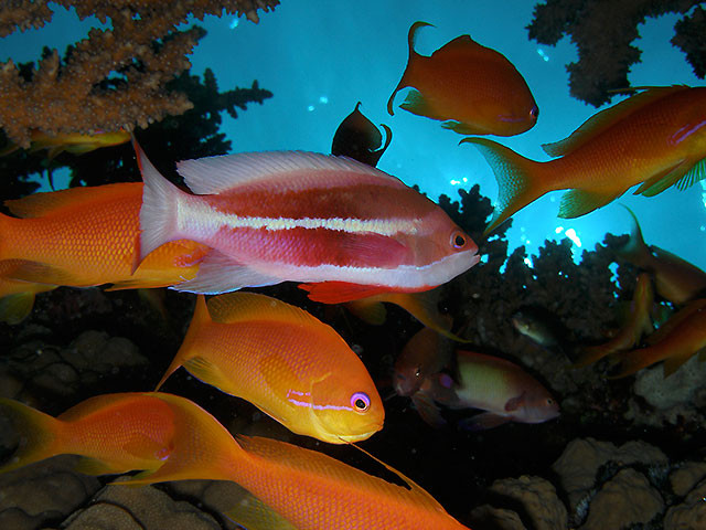 Marcias-Fahnenbarsch