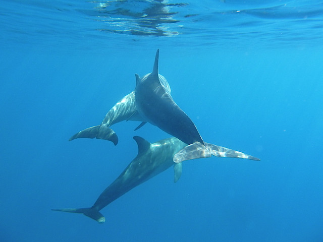 Delfine von hinten