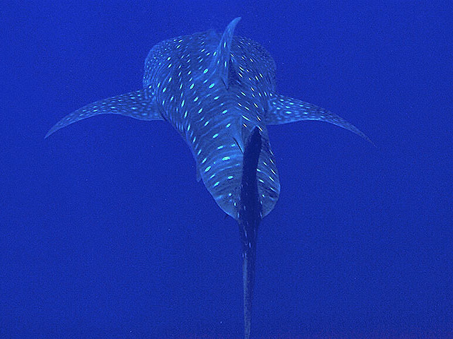 Whale Shark