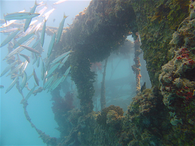 Barrakudas am Wrack
