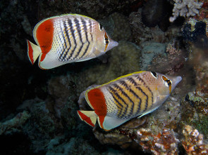 Rotmeer Winkelfalterfisch