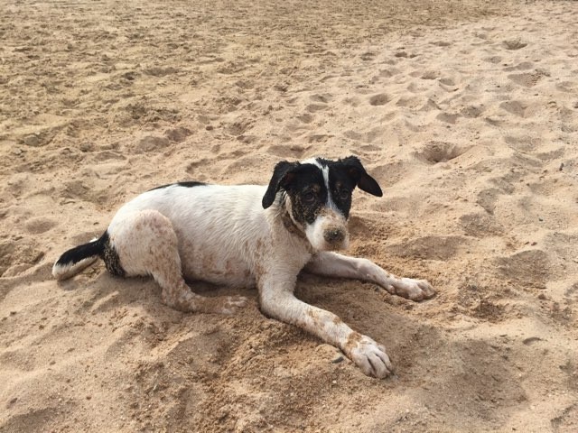Strand-Hund