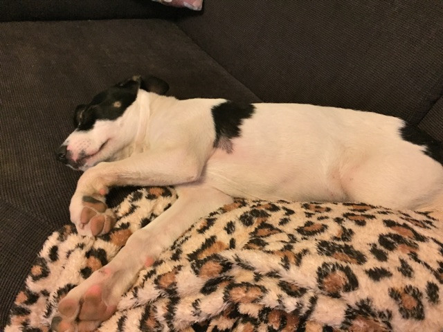 Hundebaby
