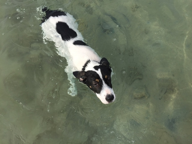 Hund-Meer