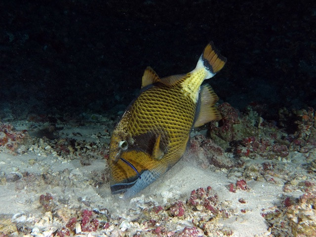 Drückerfisch