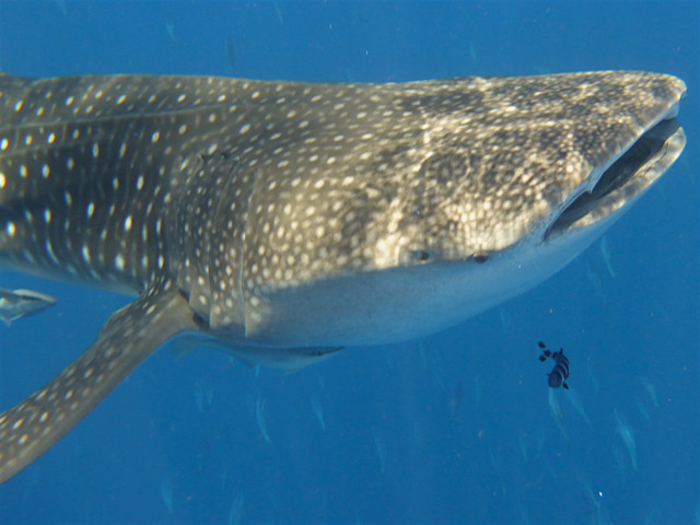 Whale Shark