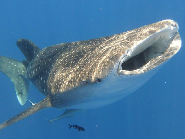 Whale Shark