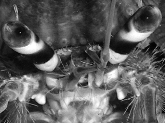Anemonenfisch