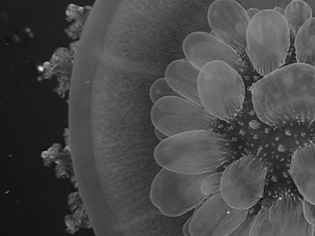 Qualle-im-Roten-Meer