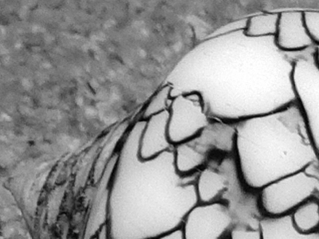 Schnecke
