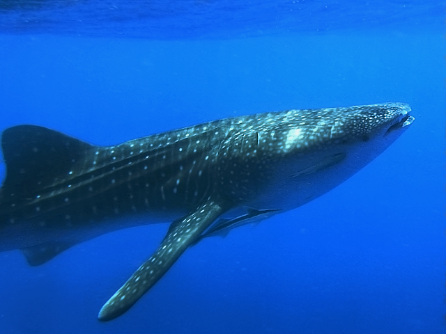 Whaleshark-Protection