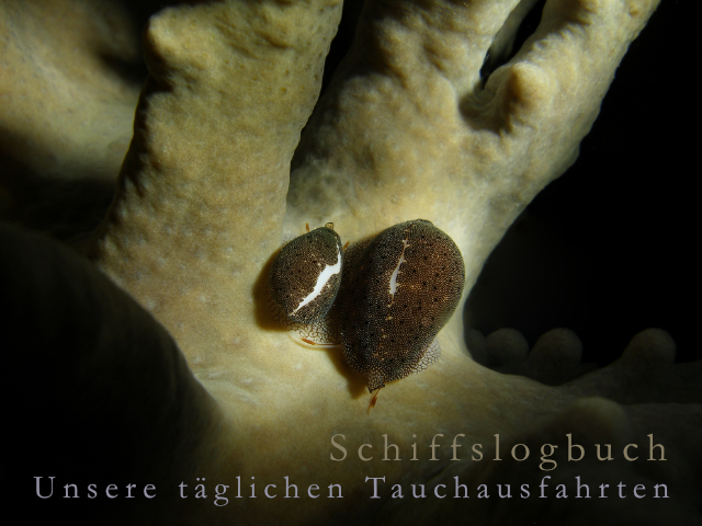 Tauchausfahrt