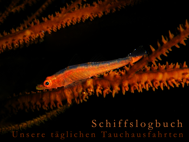 Tarnkuenstler