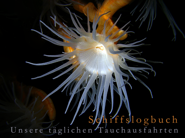 Unterwasser-Lebewesen