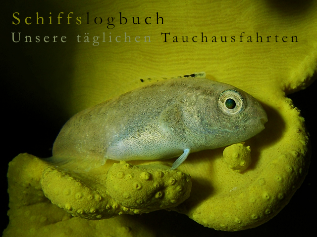 Fische-im-Roten-Meer