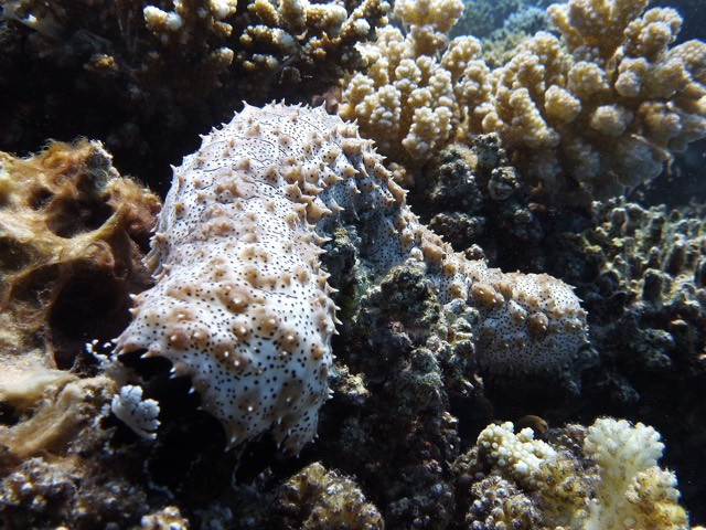 Stachelhaeuter