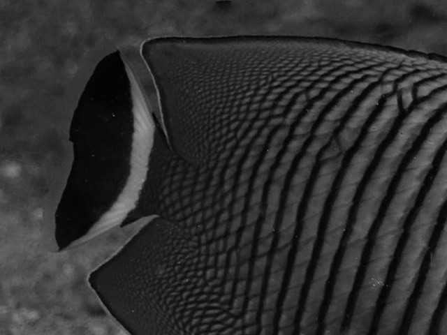 Fisch-des-Roten-Meeres