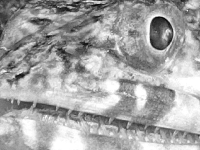 Eidechsenfisch