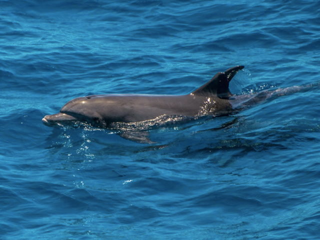 Delphin
