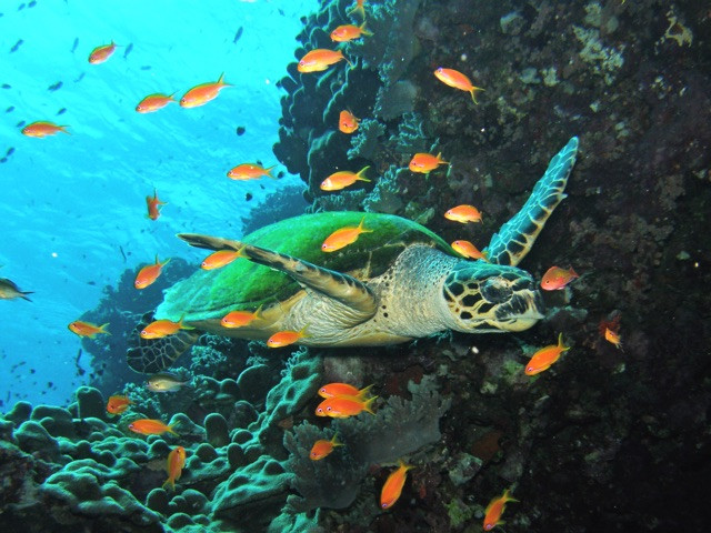 Korallenriff-Rotes-Meer