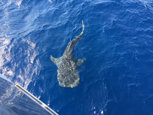 Whaleshark
