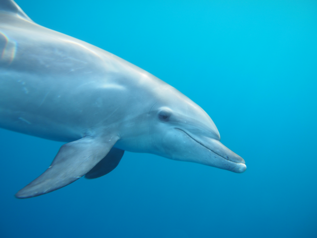 Dolphin