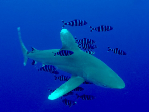 Weissspitzen Hochseehai