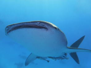Whale shark