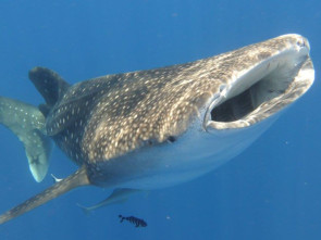 Whale Shark
