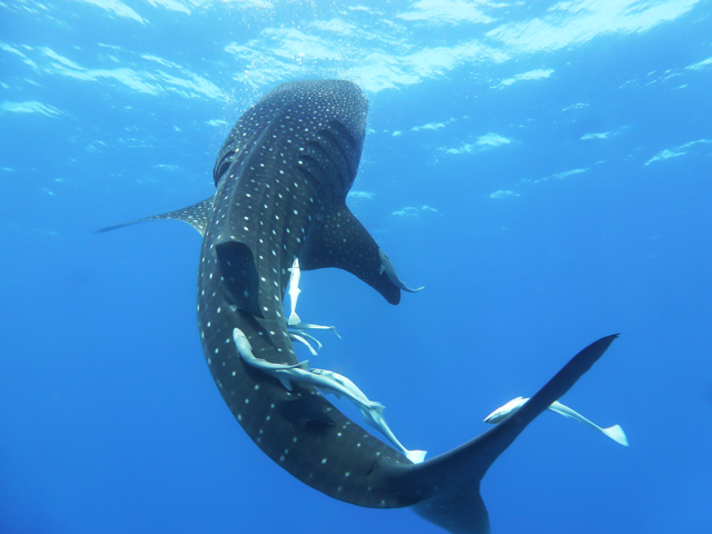 Whaleshark