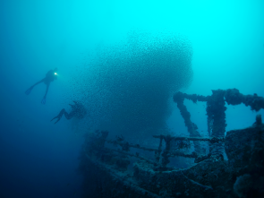 Wrack und Fischschwarm